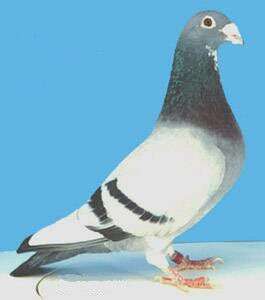 Pigeon Name